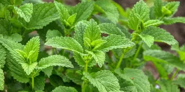 Best Lemon Balm Supplement 2026: Top Picks Ranked
