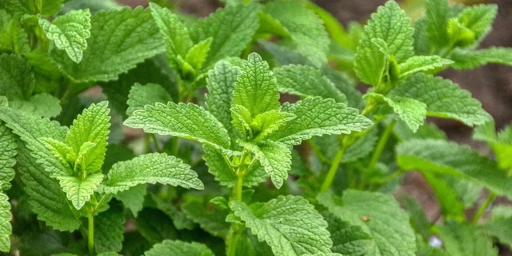 Best Lemon Balm Supplement 2026: Top Picks Ranked