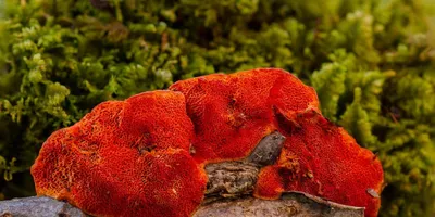 Best Reishi Mushroom Supplement 2026: Top Picks Ranked