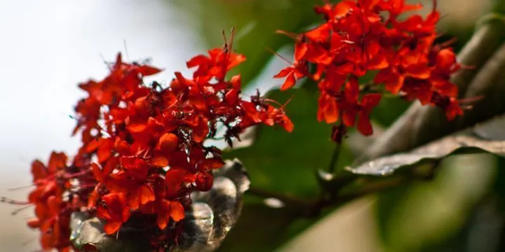 Red Light Therapy Panel vs Bulb 2026: Which Setup Is Actually Worth It?